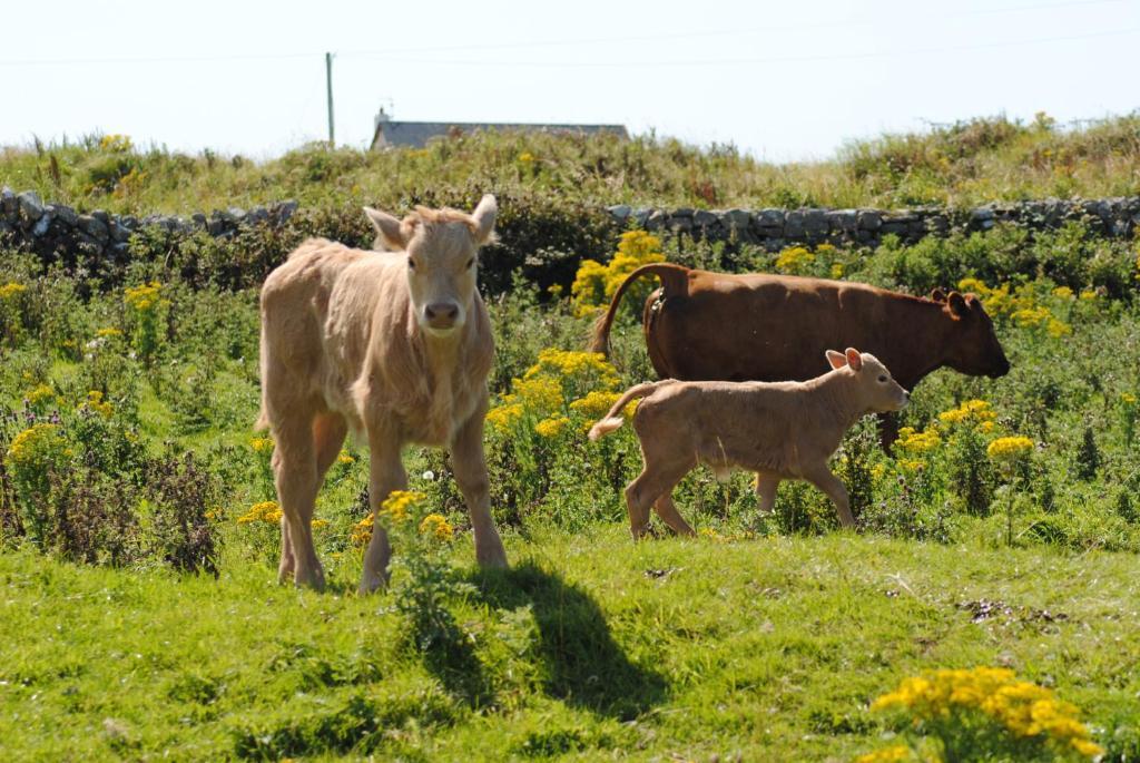 O'Connor'S Accommodation Doolin Εξωτερικό φωτογραφία